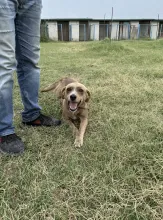 Billy laying on the ground